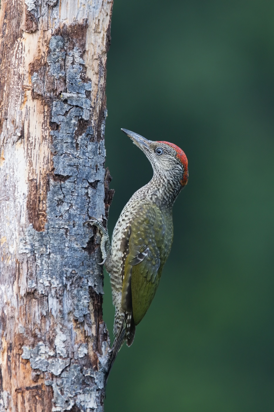 Žluna zelená  ( Picus viridis  )