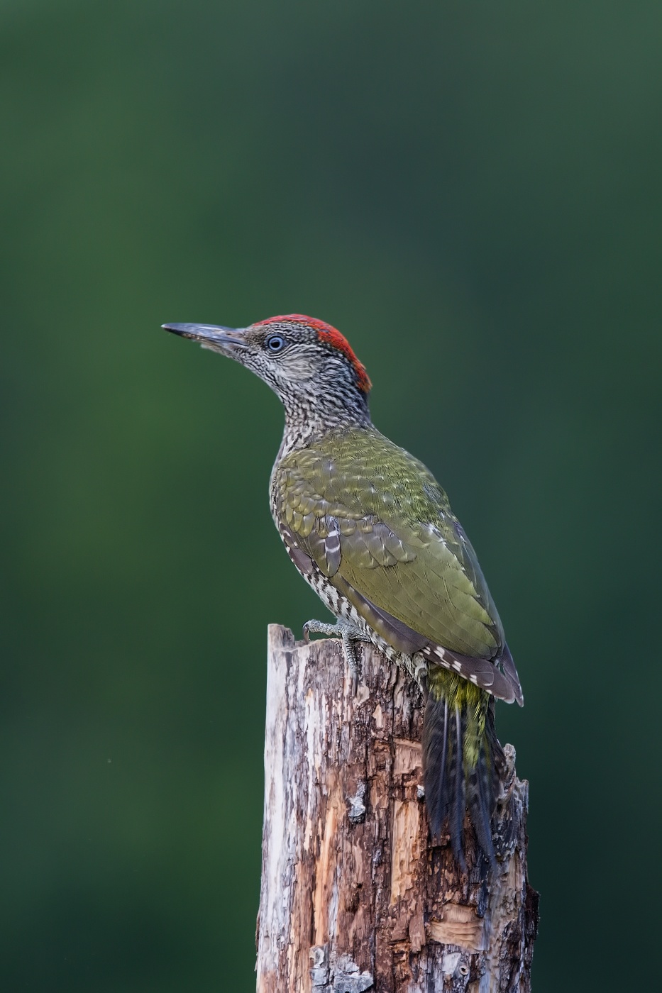 Žluna zelená  ( Picus viridis  )