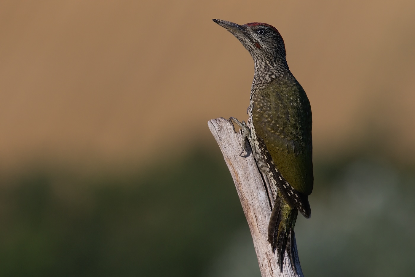 Žluna zelená  ( Picus viridis  )