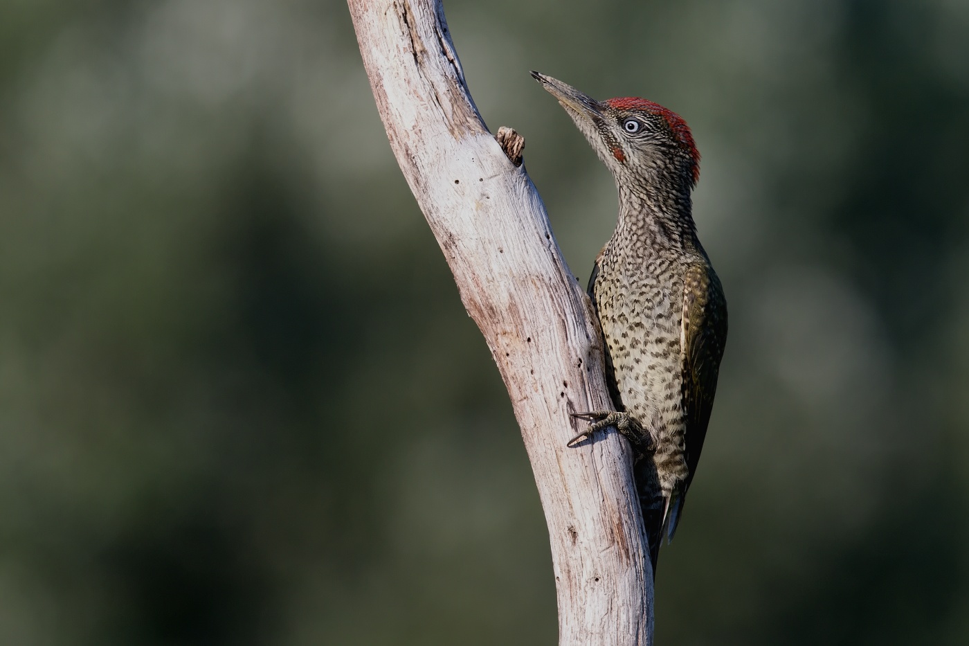 Žluna zelená  ( Picus viridis  )