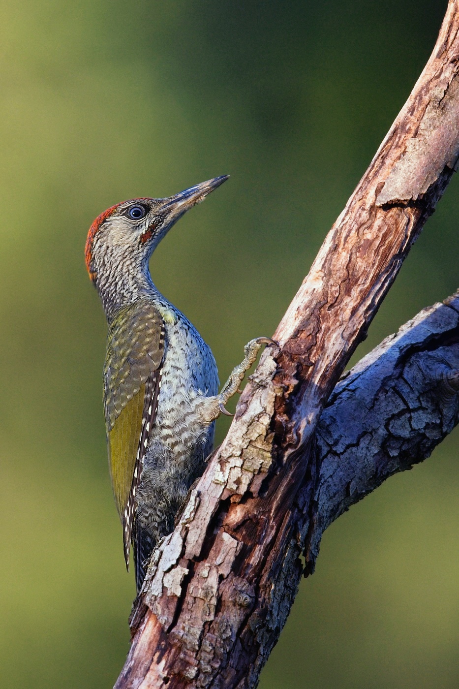 Žluna zelená  ( Picus viridis )