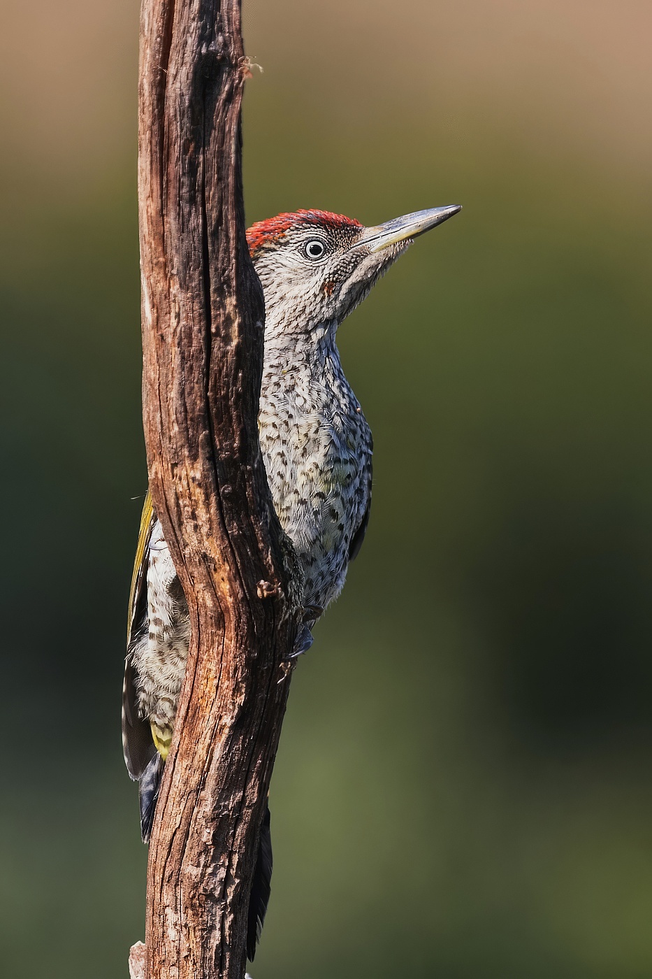 Žluna zelená  ( Picus viridis )