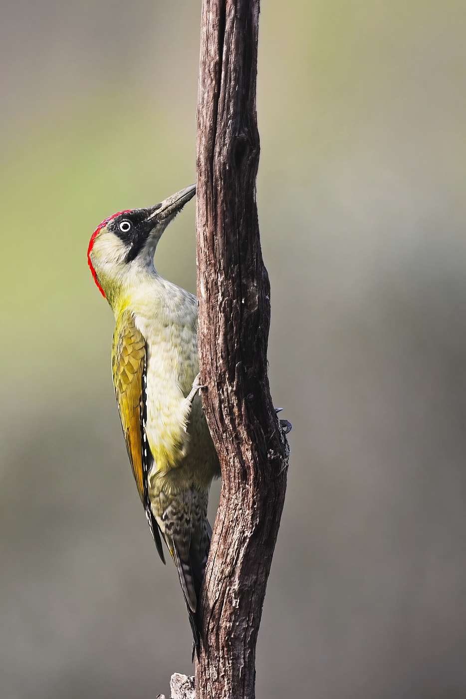 Žluna zelená  ( Picus viridis )