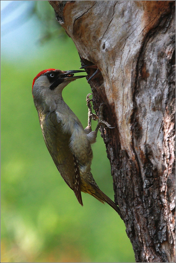 Žluna zelená  ( Picus viridis )