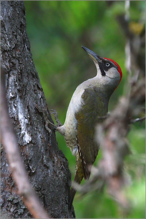 Žluna zelená  ( Picus viridis )