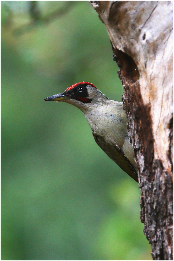 Žluna zelená  ( Picus viridis )