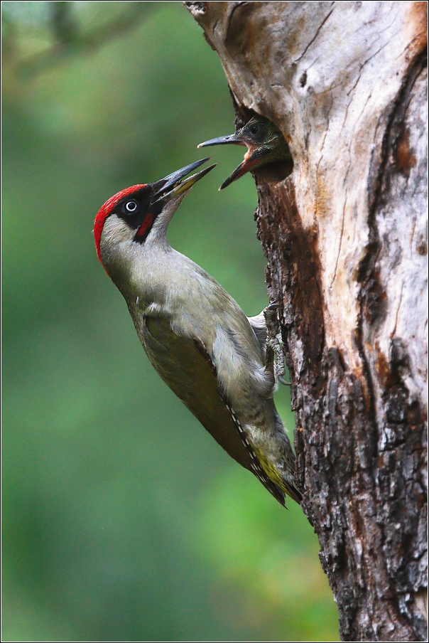 Žluna zelená  ( Picus viridis )