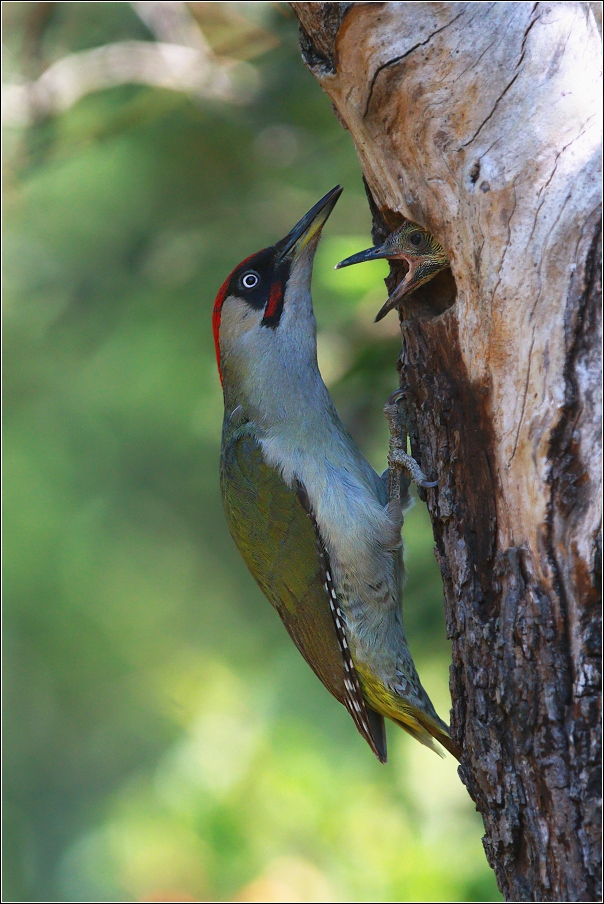 Žluna zelená  ( Picus viridis )