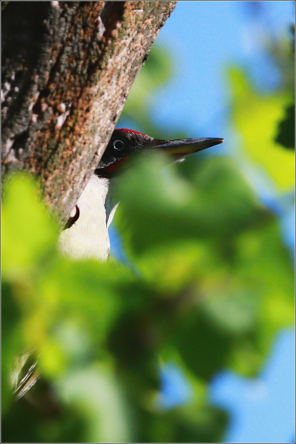 Žluna zelená  ( Picus viridis )