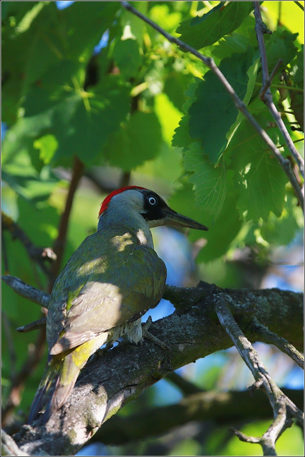 Žluna zelená  ( Picus viridis )