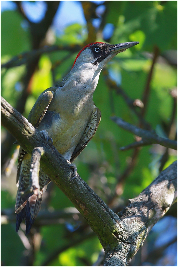 Žluna zelená  ( Picus viridis )