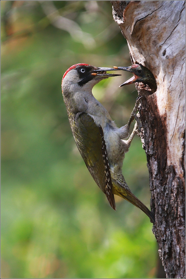 Žluna zelená  ( Picus viridis )