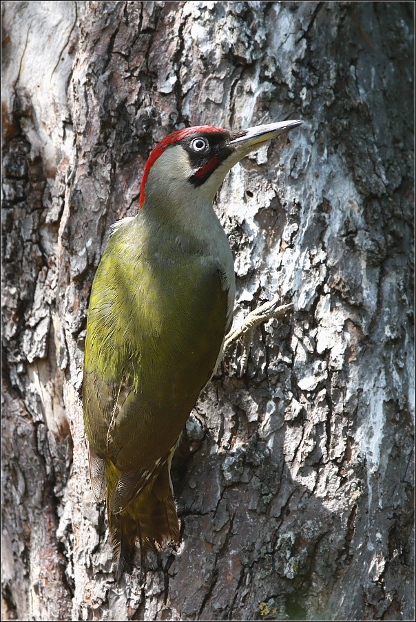 Žluna zelená  ( Picus viridis )