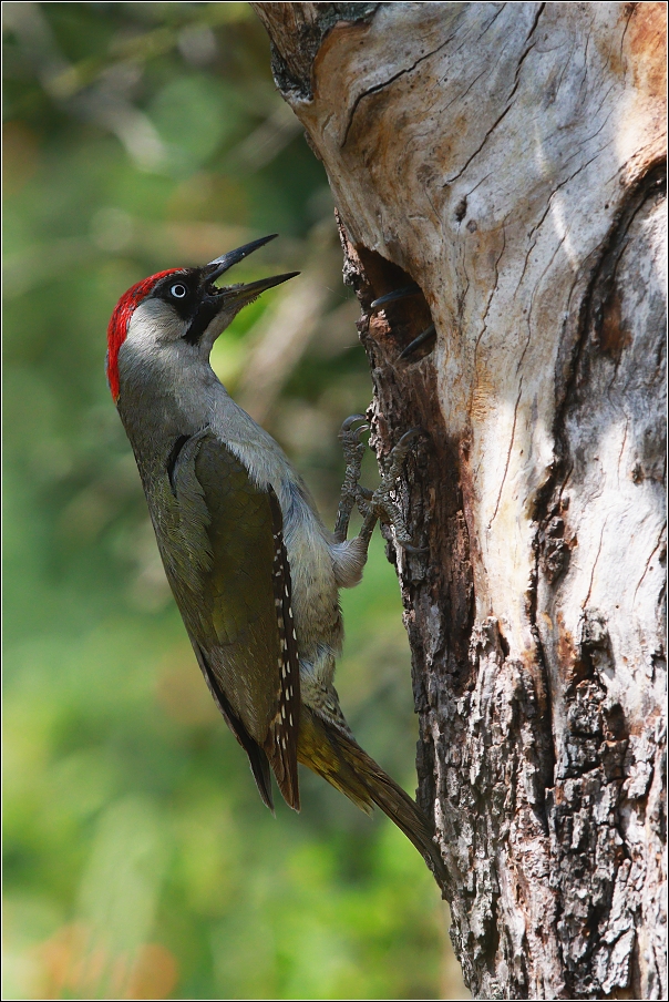 Žluna zelená  ( Picus viridis )