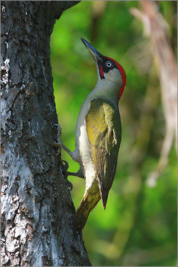 Žluna zelená  ( Picus viridis )