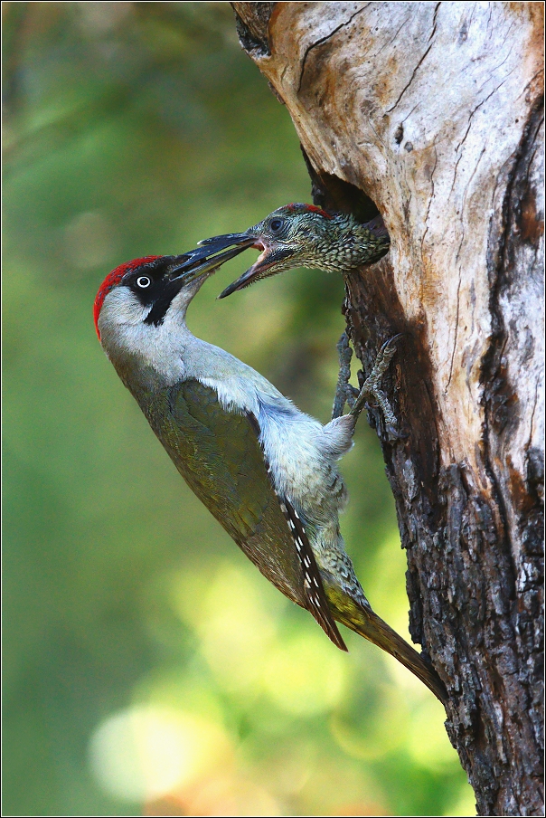 Žluna zelená  ( Picus viridis )