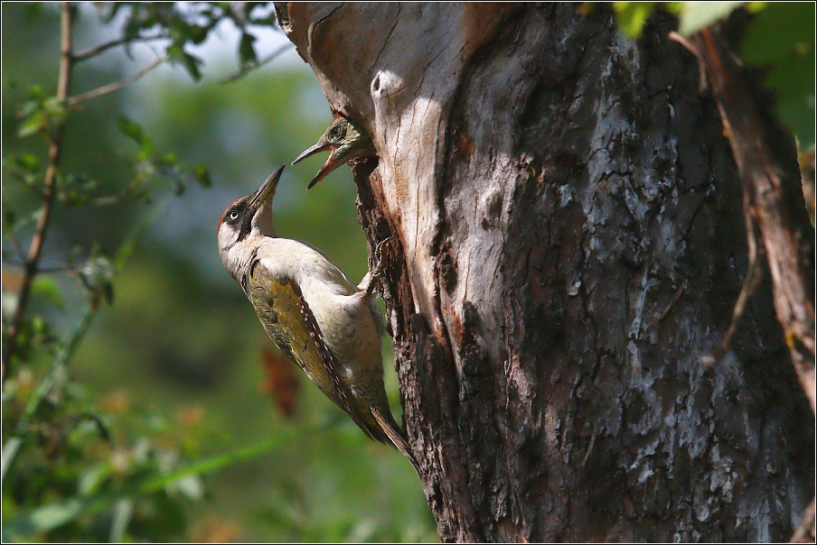 Žluna zelená  ( Picus viridis )