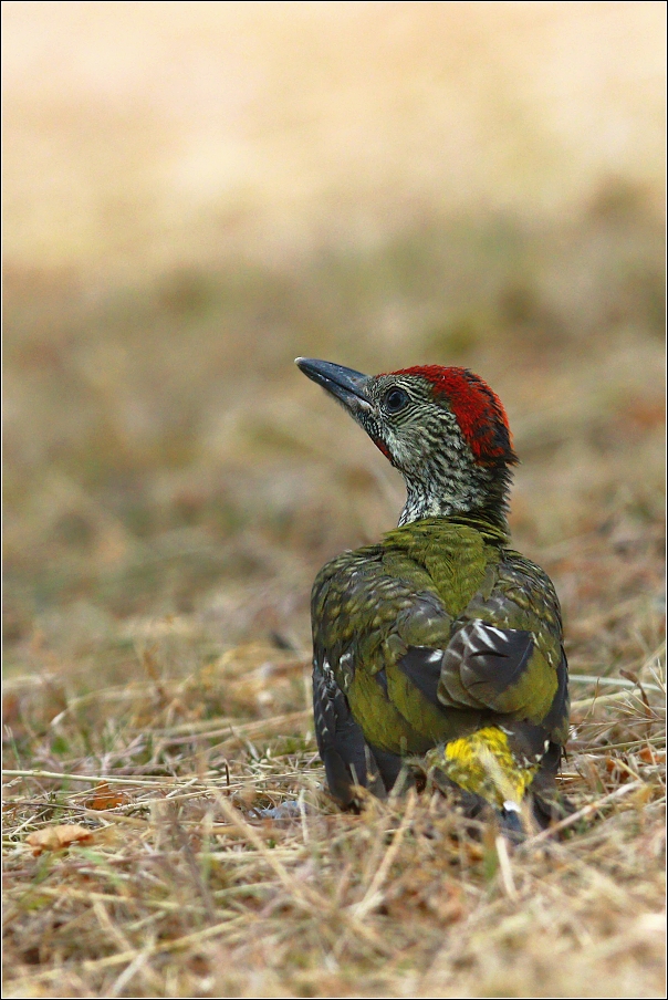 Žluna zelená  ( Picus viridis )