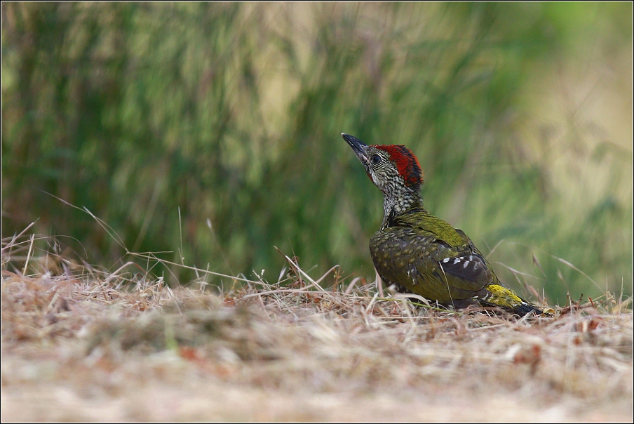 Žluna zelená  ( Picus viridis )