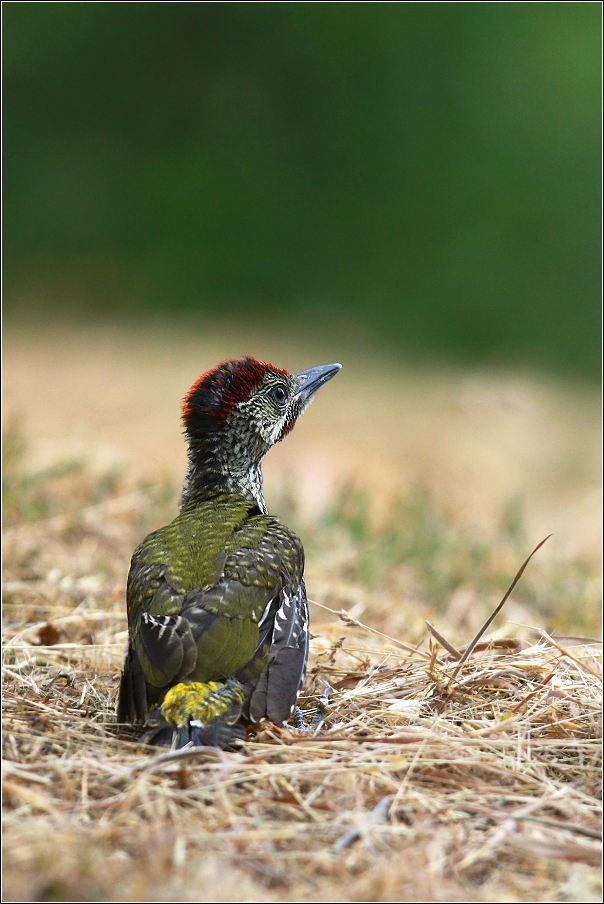 Žluna zelená  ( Picus viridis )