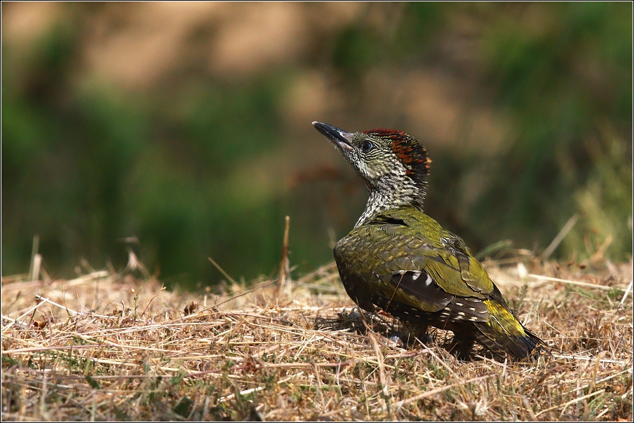 Žluna zelená  ( Picus viridis )