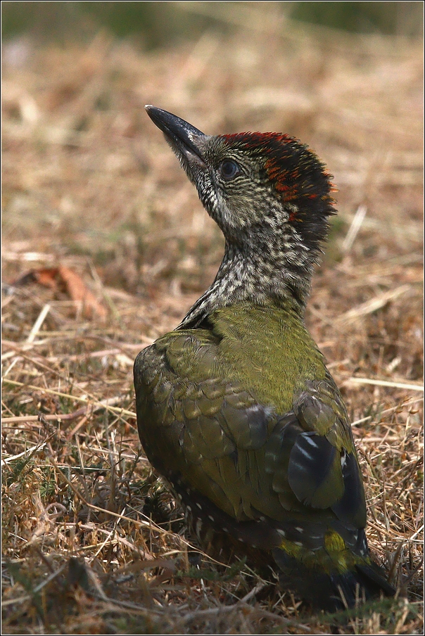 Žluna zelená  ( Picus viridis )