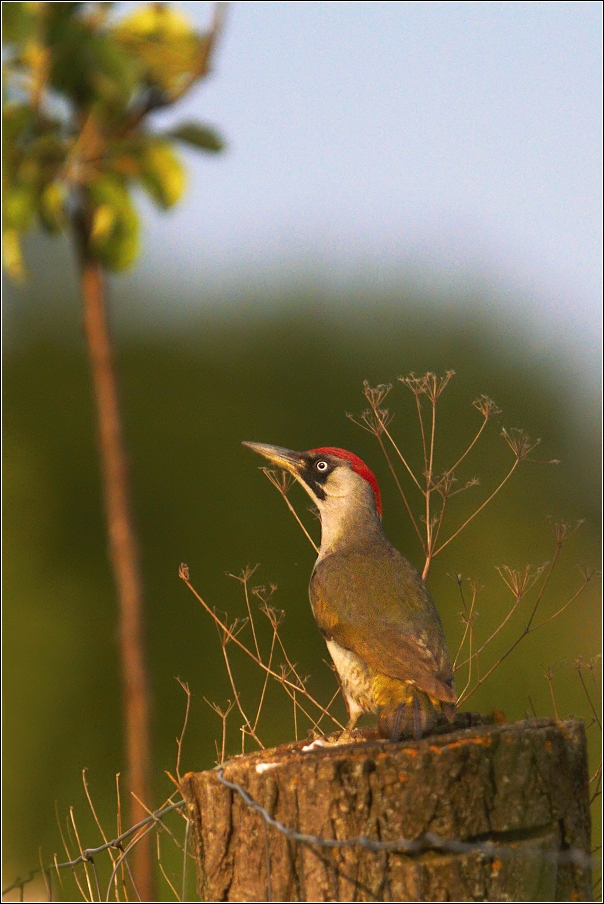 Žluna zelená  ( Picus viridis )