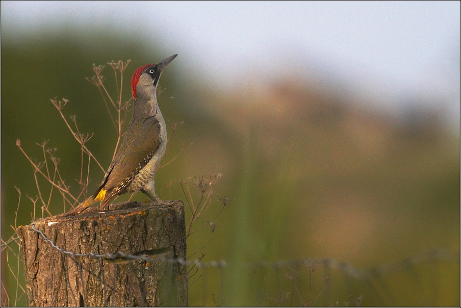 Žluna zelená  ( Picus viridis )