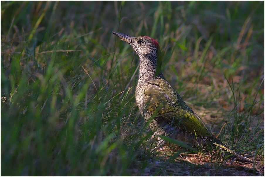 Žluna zelená  ( Picus viridis )