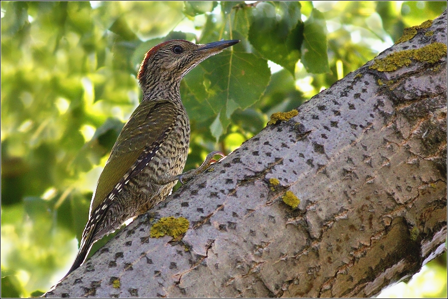 Žluna zelená  ( Picus viridis )