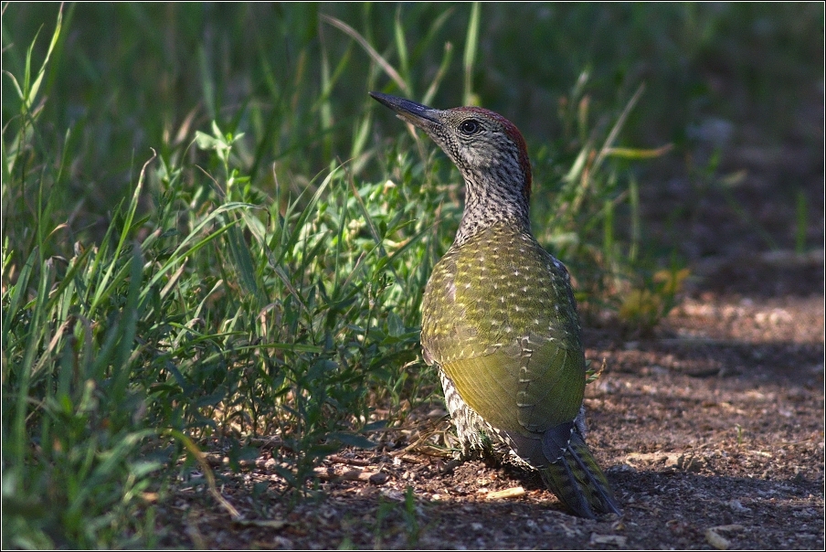 Žluna zelená  ( Picus viridis )