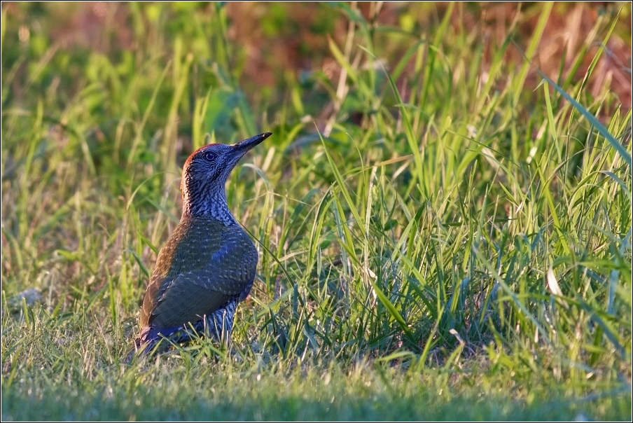 Žluna zelená  ( Picus viridis )