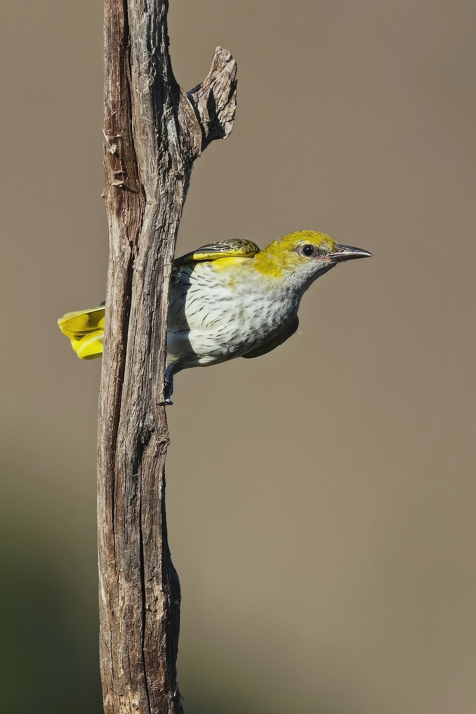 Žluva hajní ( Oriolus oriolus )