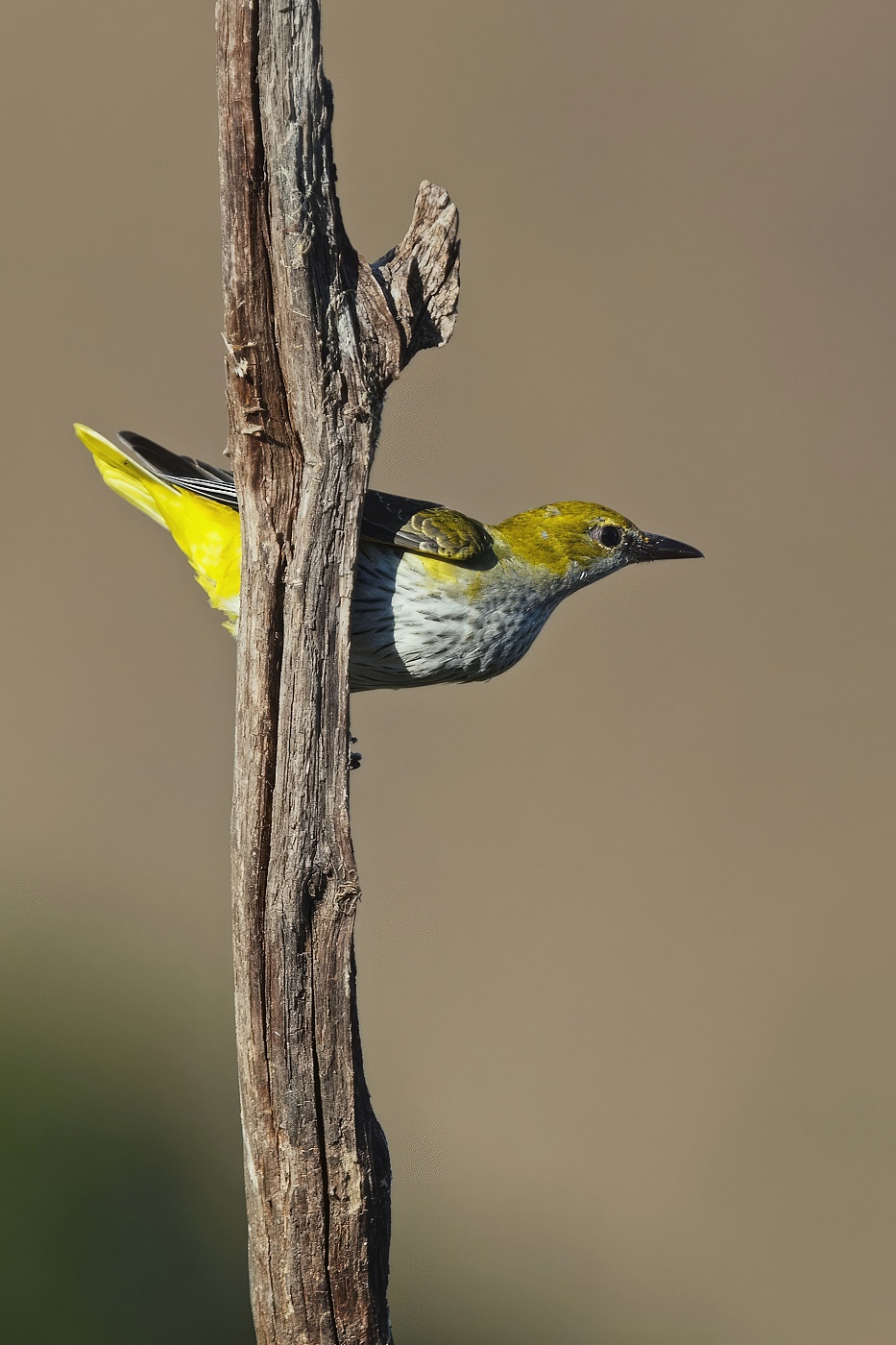 Žluva hajní ( Oriolus oriolus )