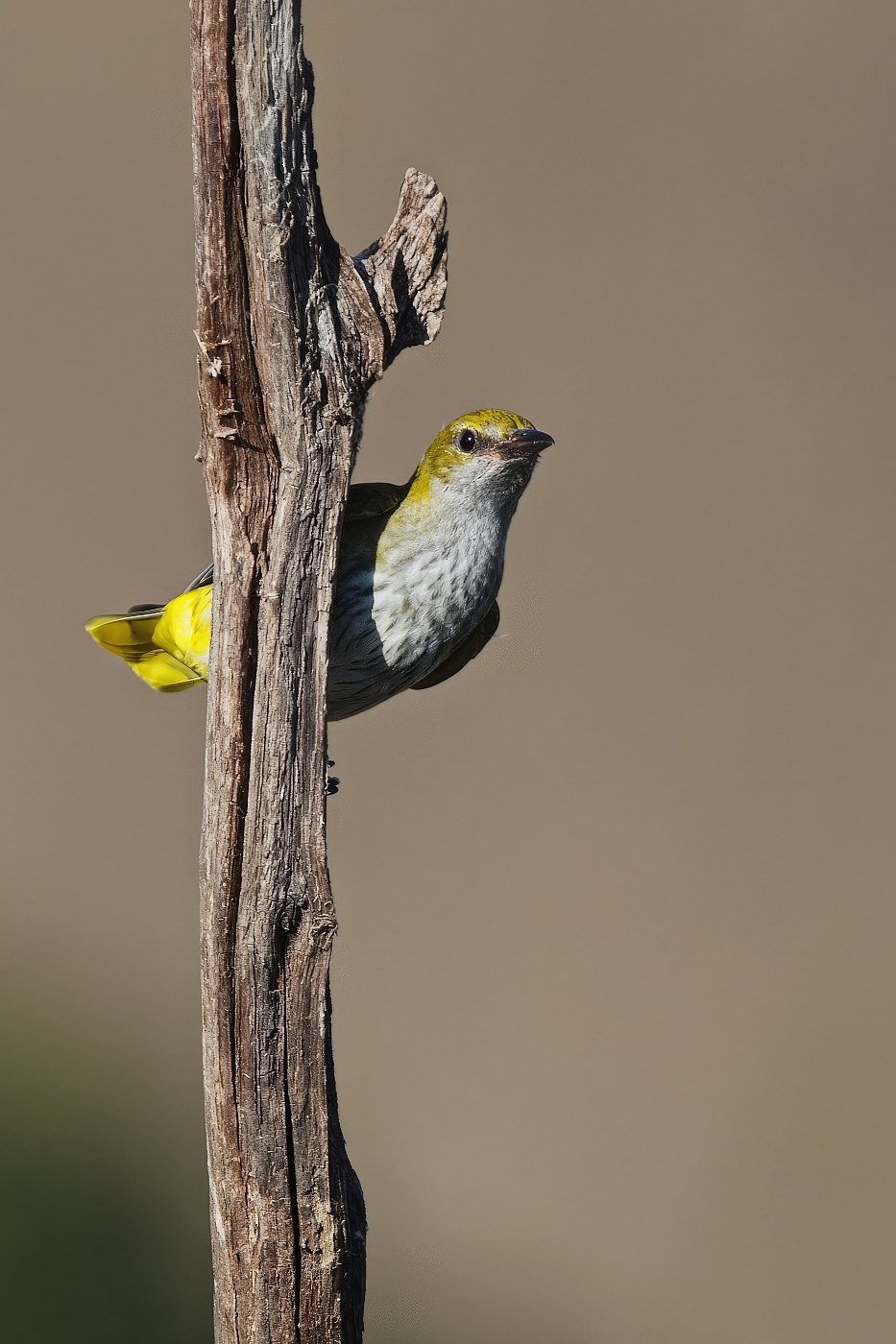 Žluva hajní ( Oriolus oriolus )