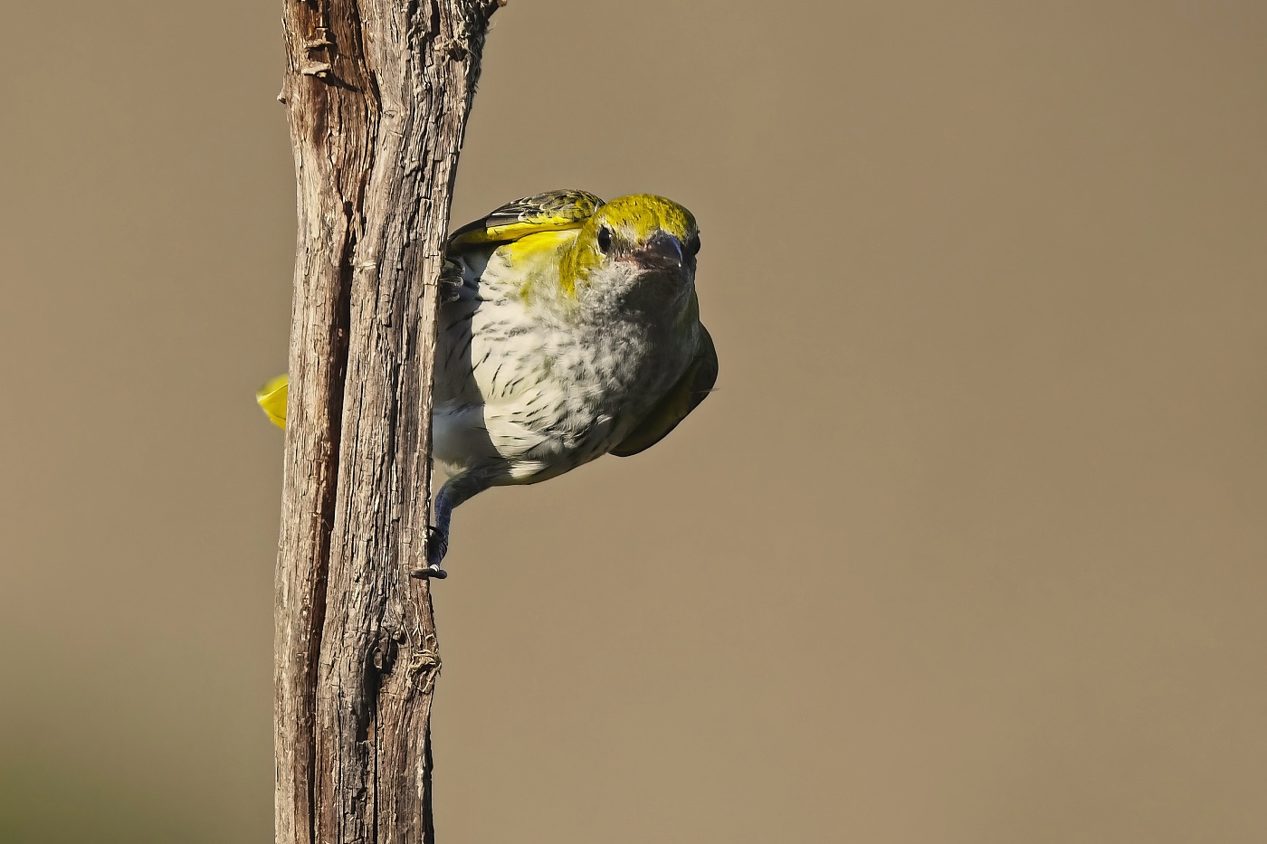 Žluva hajní ( Oriolus oriolus )