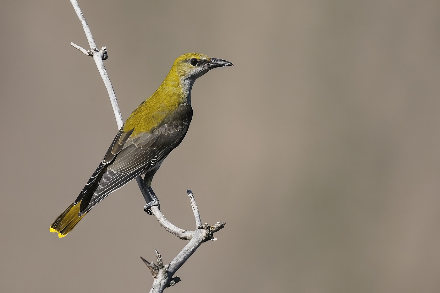 Žluva hajní ( Oriolus oriolus )