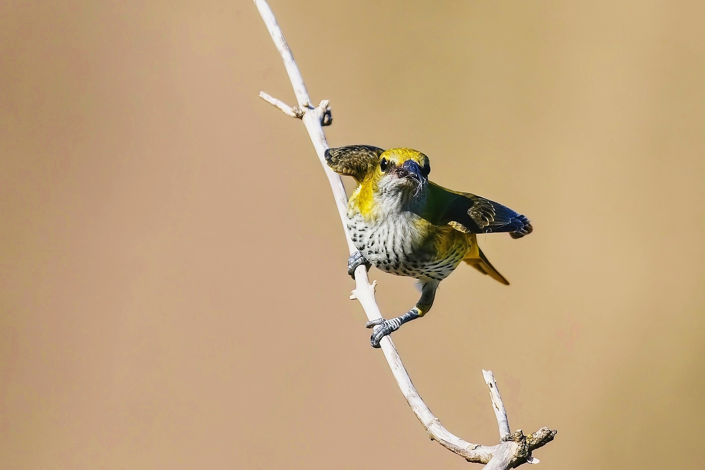 Žluva hajní ( Oriolus oriolus )