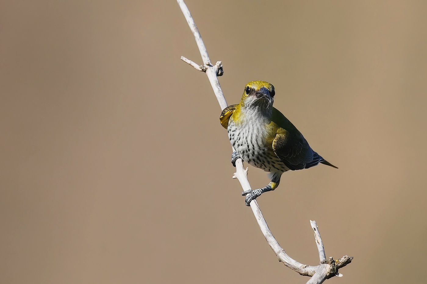 Žluva hajní ( Oriolus oriolus )