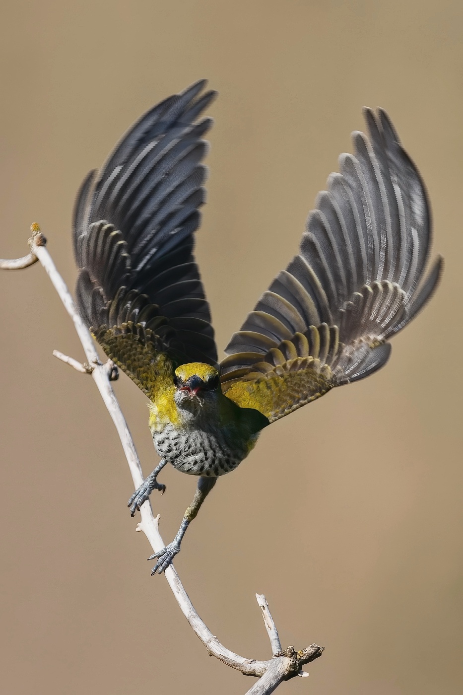 Žluva hajní ( Oriolus oriolus )