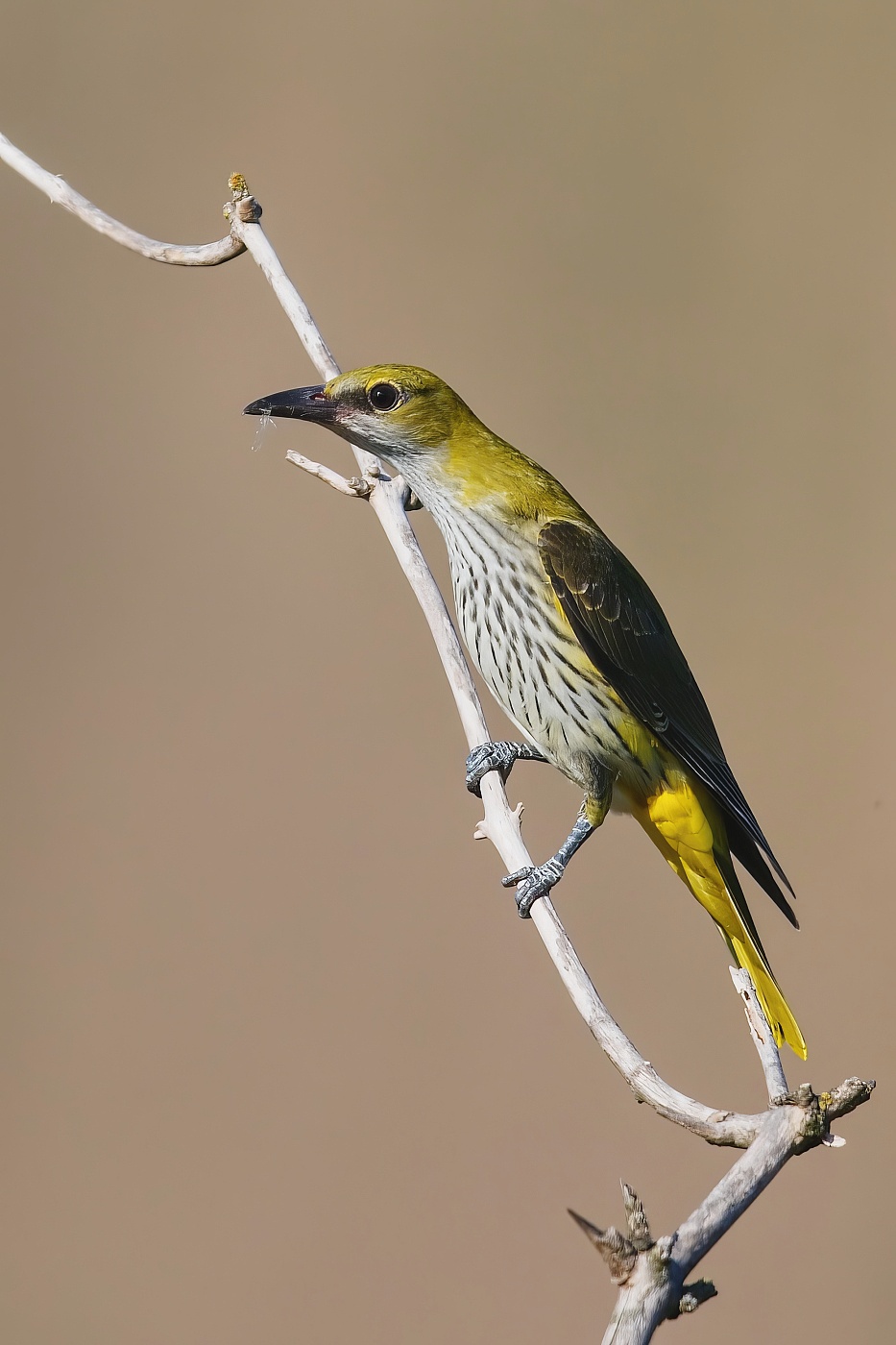 Žluva hajní ( Oriolus oriolus )