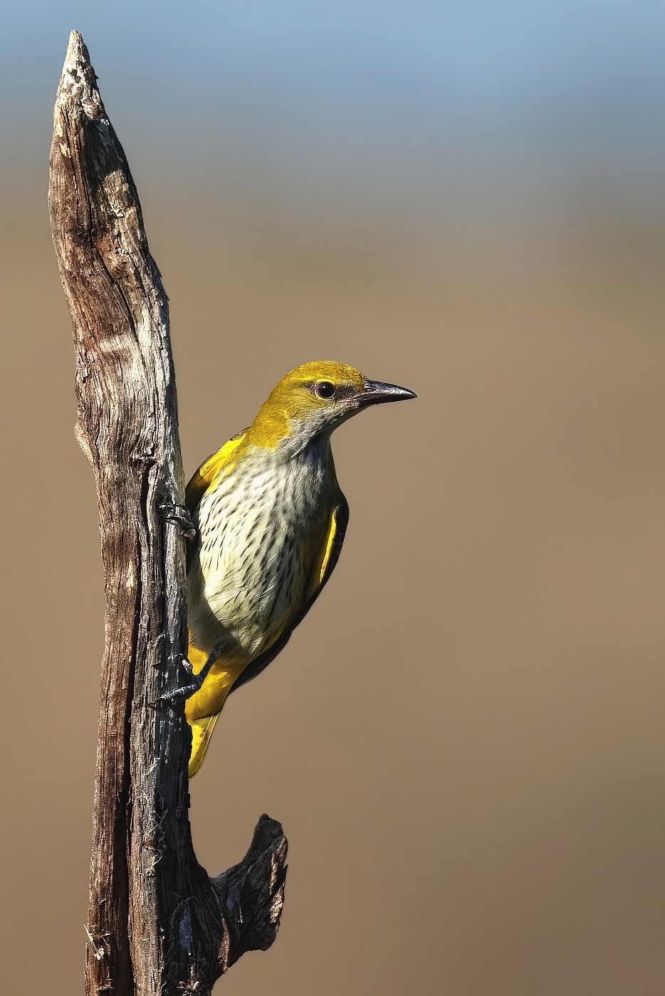 Žluva hajní ( Oriolus oriolus )