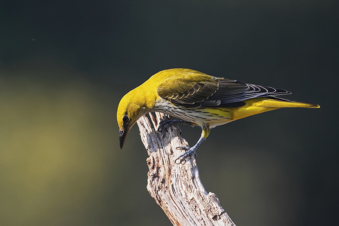 Žluva hajní ( Oriolus oriolus )