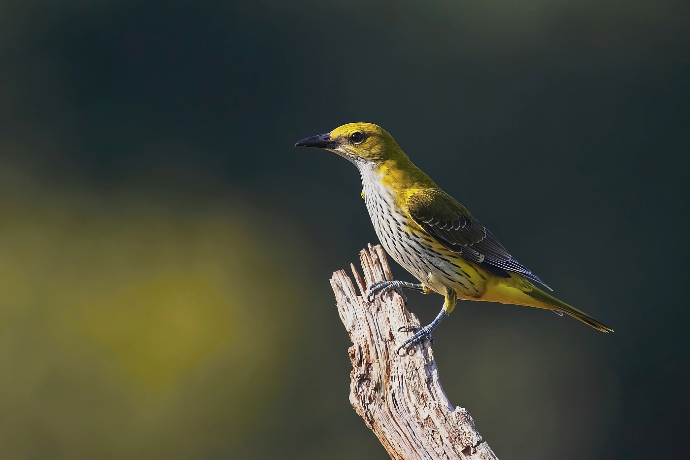 Žluva hajní ( Oriolus oriolus )