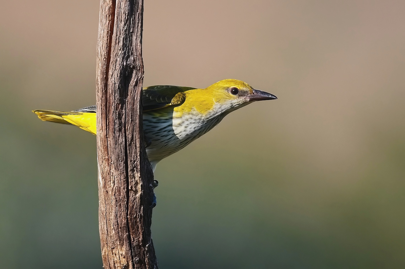 Žluva hajní ( Oriolus oriolus )