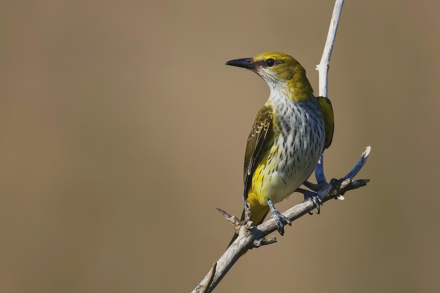 Žluva hajní ( Oriolus oriolus )