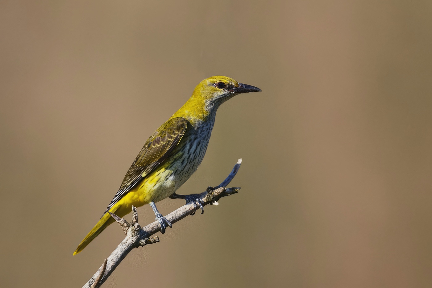 Žluva hajní ( Oriolus oriolus )