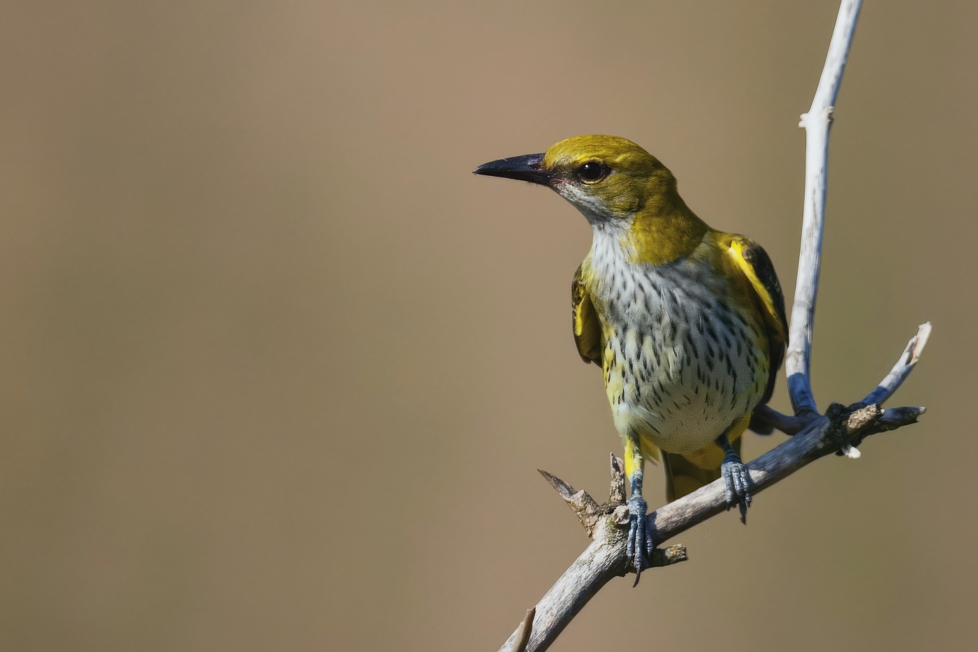 Žluva hajní ( Oriolus oriolus )