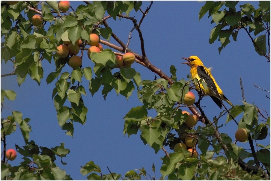 Žluva hajní  ( Oriolus oriolus )