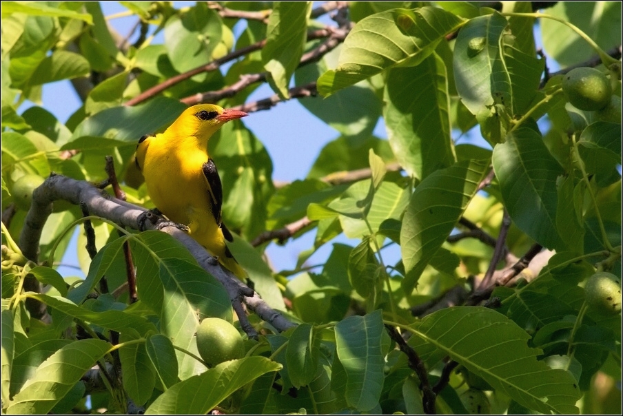 Žluva hajní  ( Oriolus oriolus )